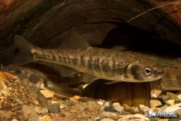 冷水觀賞魚品種大全及圖片_冷水觀賞大全品種魚圖片及價格_冷水觀賞大全品種魚圖片高清