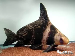 冷水觀賞大全品種魚圖片及價格_冷水觀賞大全品種魚圖片高清_冷水觀賞魚品種大全及圖片