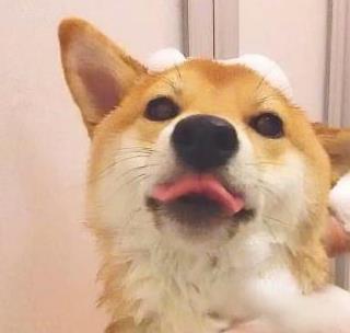 狗狗好聽的獨特名字_好聽狗狗獨特名字女生_狗狗好聽的獨特名字2019