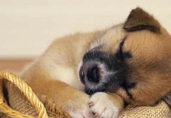 狗狗好聽的獨特名字2019_狗狗好聽的獨特名字_好聽狗狗獨特名字女生