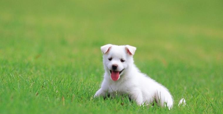 狗狗好聽的獨特名字_狗狗好聽的獨特名字2019_好聽狗狗獨特名字女生