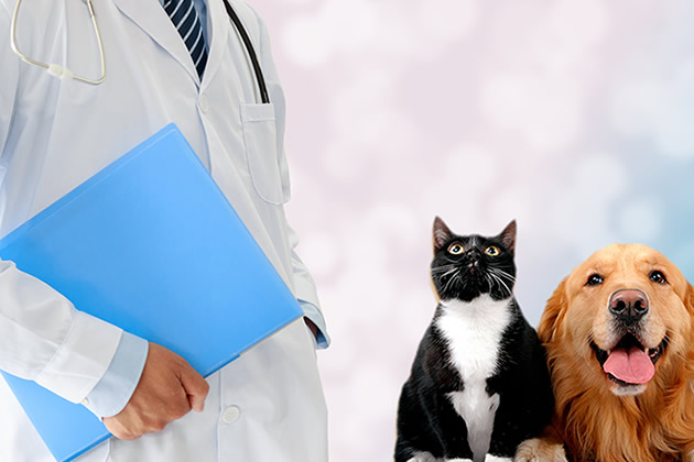 獸醫(yī)站與寵物醫(yī)院的區(qū)別 寵物醫(yī)院與獸醫(yī)站