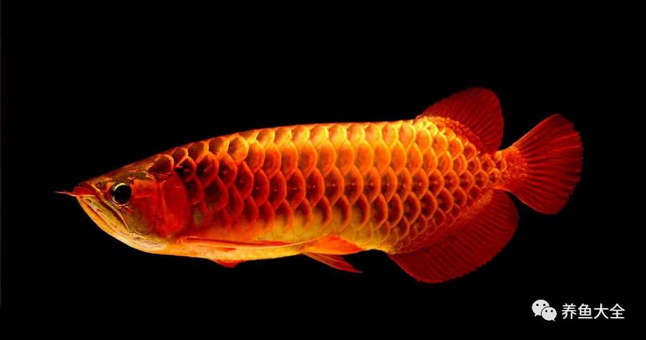 你知道你養的觀賞魚能活多久嗎？什么魚比人