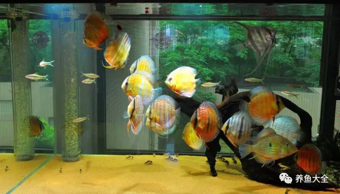 觀賞魚吃可以喂食嗎_觀賞魚吃可以喂什么_觀賞魚可以吃不