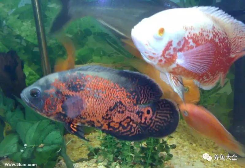 觀賞魚吃可以喂什么_觀賞魚可以吃不_觀賞魚吃可以喂食嗎