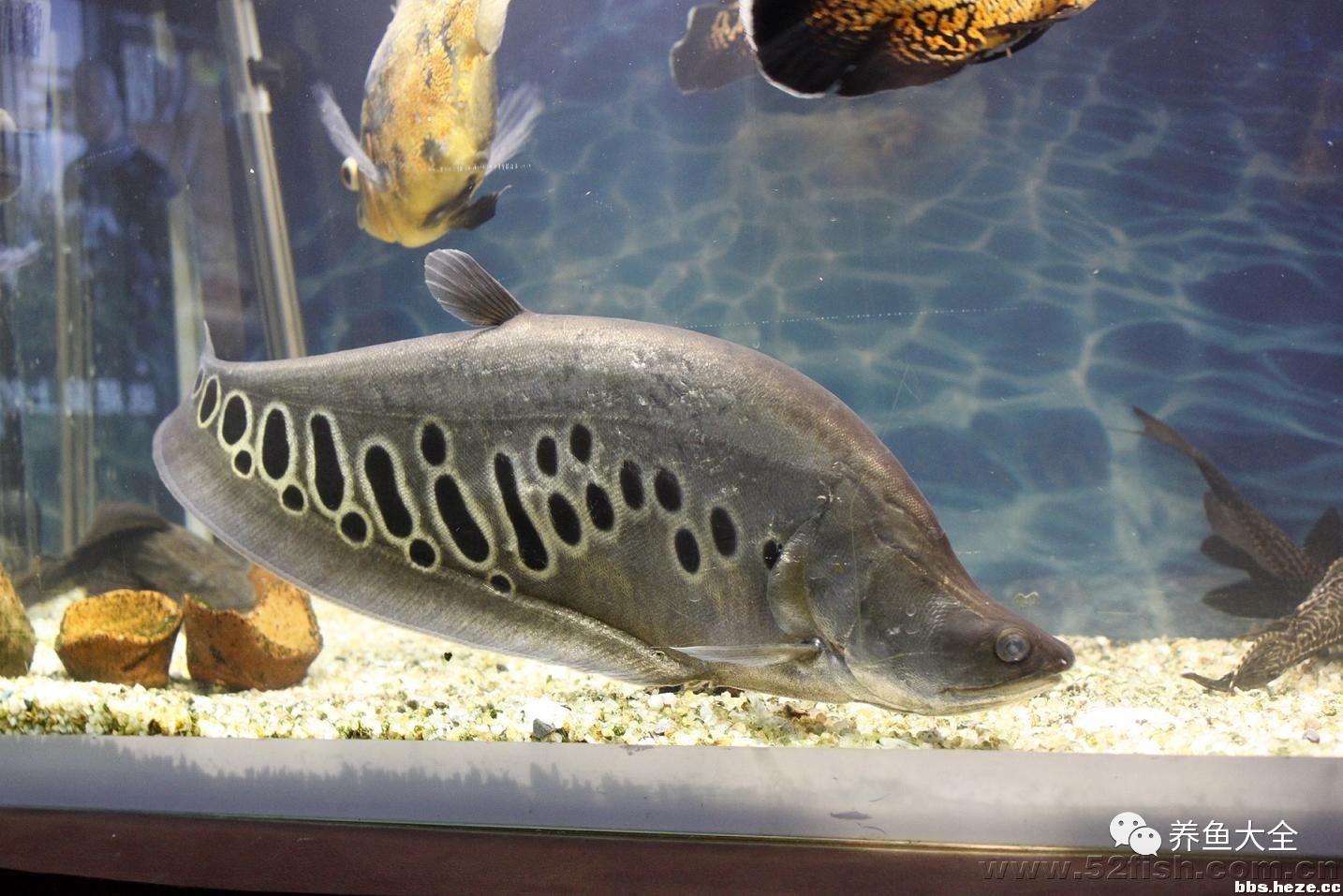 觀賞魚吃可以喂食嗎_觀賞魚吃可以喂什么_觀賞魚可以吃不