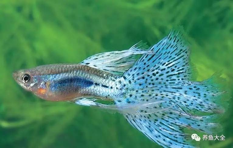 觀賞魚吃可以喂什么_觀賞魚吃可以喂食嗎_觀賞魚可以吃不