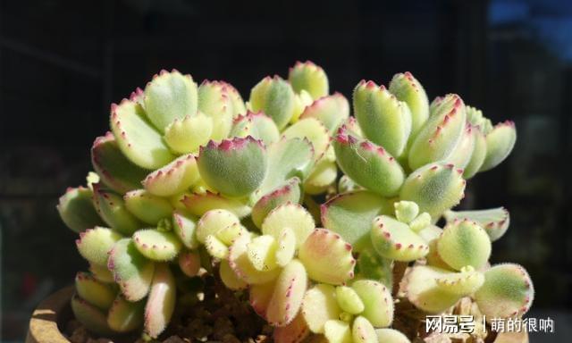 多肉 所羅門_多肉所羅門和紅蜻蜓哪個好養_多肉所羅門好養嗎