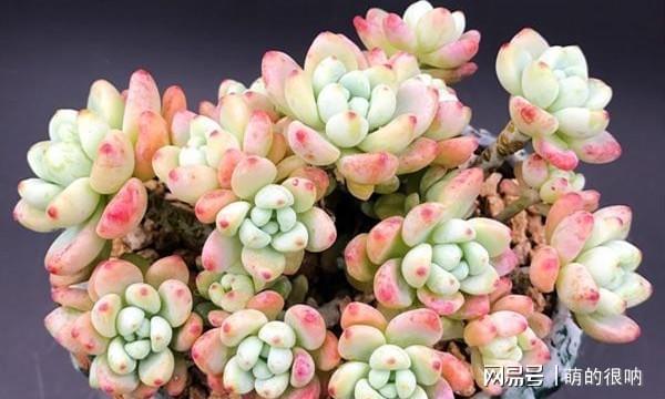 多肉所羅門好養嗎_多肉 所羅門_多肉所羅門和紅蜻蜓哪個好養