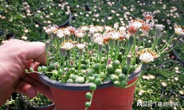 多肉所羅門和紅蜻蜓哪個好養_多肉所羅門好養嗎_多肉 所羅門