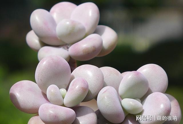 多肉所羅門和紅蜻蜓哪個好養_多肉 所羅門_多肉所羅門好養嗎