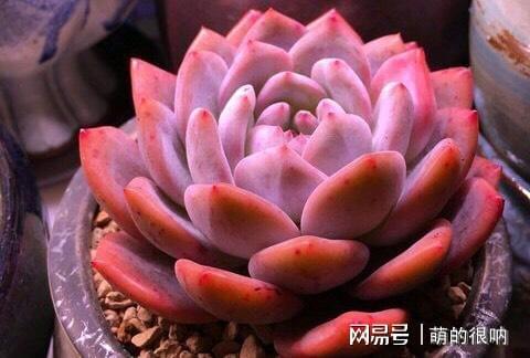 多肉所羅門好養嗎_多肉所羅門和紅蜻蜓哪個好養_多肉 所羅門