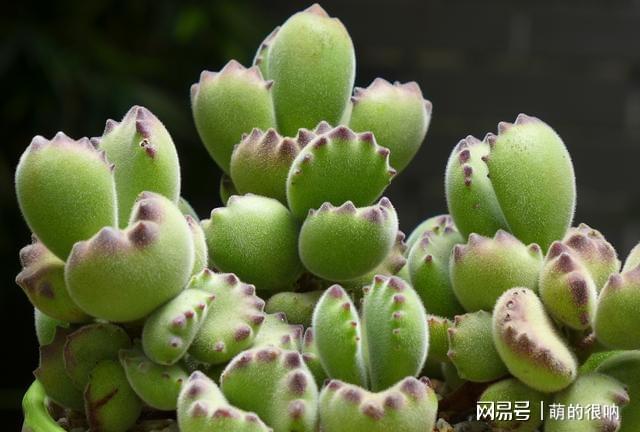 多肉 所羅門_多肉所羅門和紅蜻蜓哪個好養_多肉所羅門好養嗎