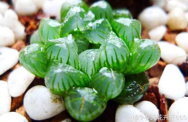 多肉植物八千代_八千代多肉好養(yǎng)嗎_多肉八千代的養(yǎng)護(hù)