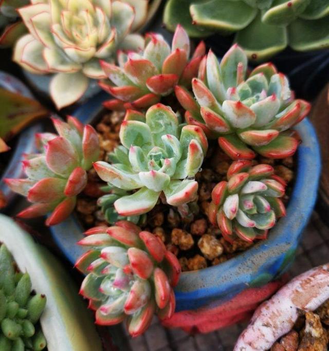 多肉八千代的養(yǎng)護(hù)_多肉植物八千代_八千代多肉好養(yǎng)嗎