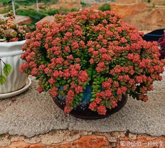 八千代多肉好養(yǎng)嗎_多肉八千代的養(yǎng)護(hù)_多肉植物八千代