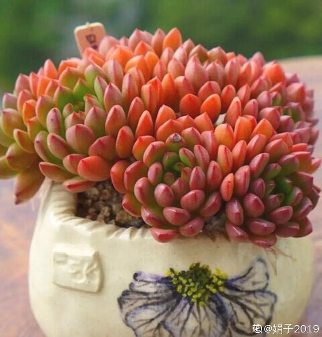 多肉植物八千代_多肉八千代的養(yǎng)護(hù)_八千代多肉好養(yǎng)嗎