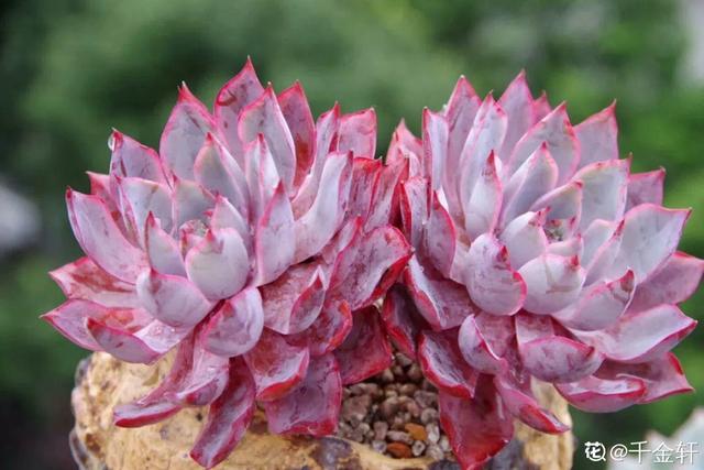 多肉植物八千代_八千代多肉好養(yǎng)嗎_多肉八千代的養(yǎng)護(hù)