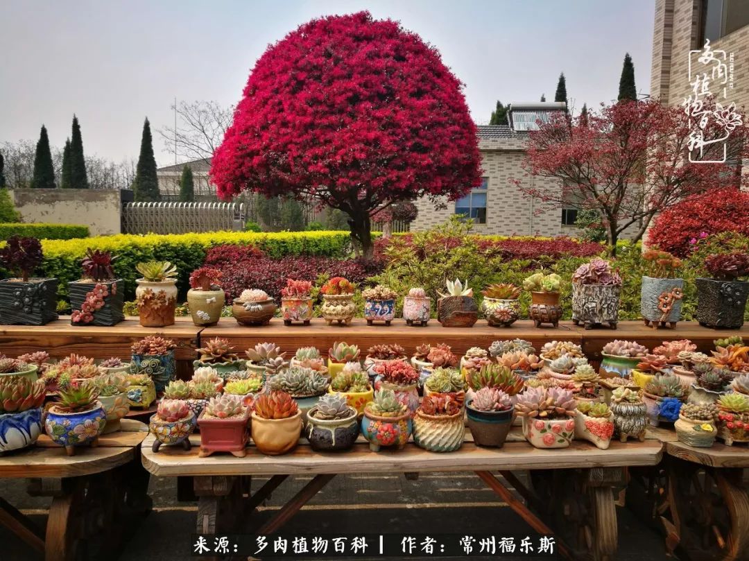 月影多肉植物_多肉白月影好度夏嗎_多肉月影系列都有哪些品種