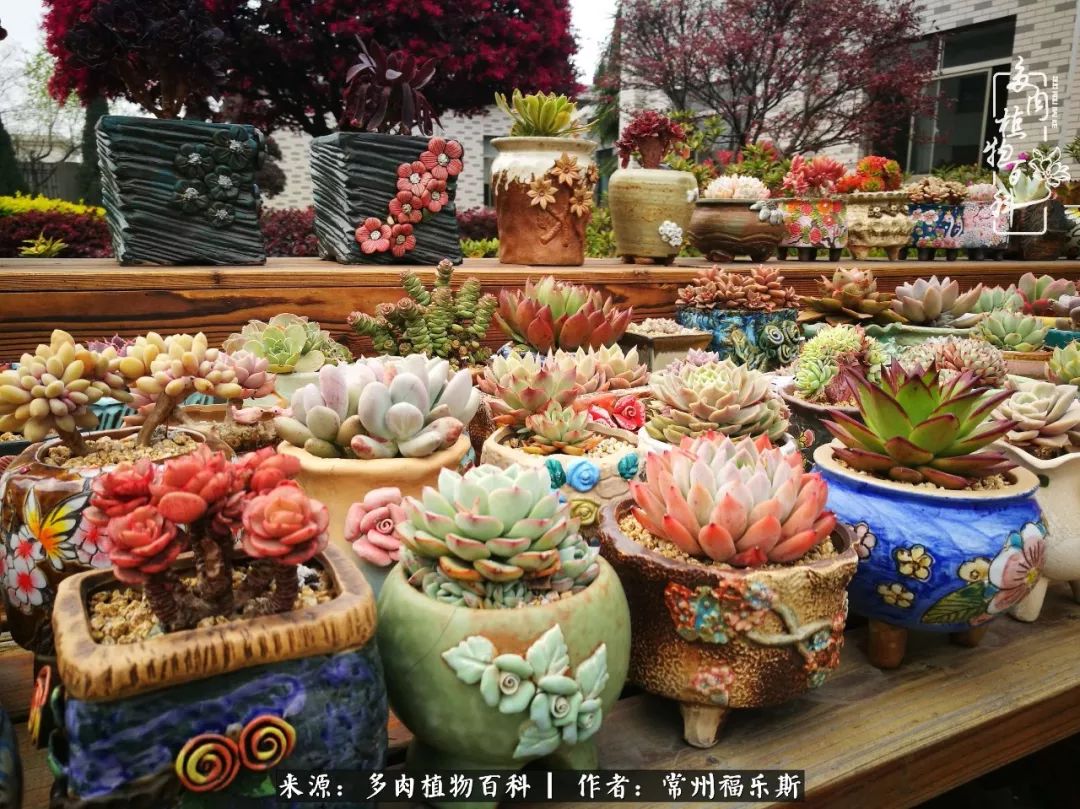 多肉白月影好度夏嗎_多肉月影系列都有哪些品種_月影多肉植物