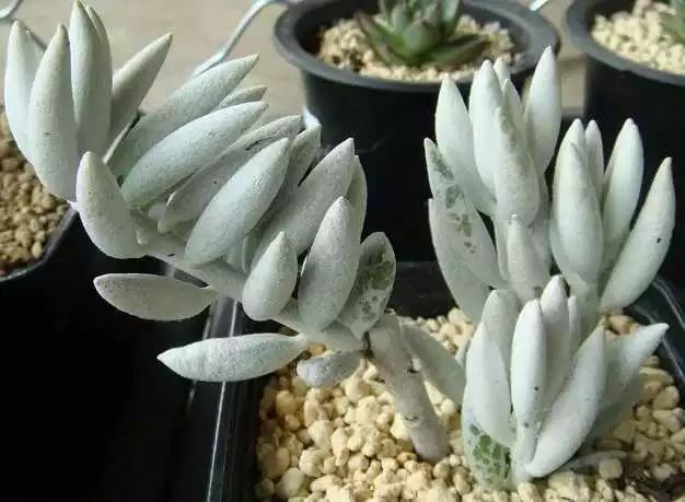 多肉白菊怎么樣養才爆仔_多肉白菊怎么繁殖_多肉白菊怎么養成群