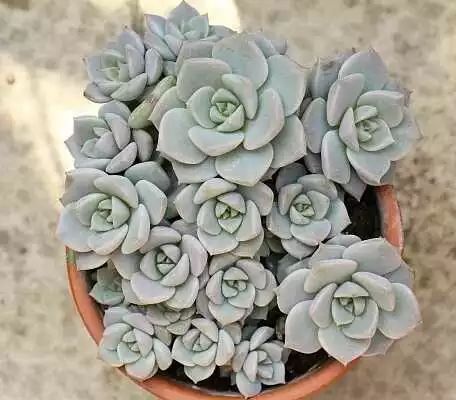 多肉白菊怎么繁殖_多肉白菊怎么樣養才爆仔_多肉白菊怎么養成群