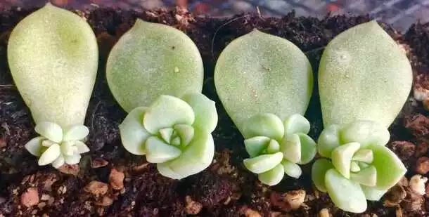 多肉白菊怎么樣養才爆仔_多肉白菊怎么養成群_多肉白菊怎么繁殖