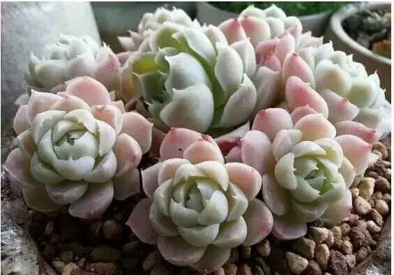 多肉白菊怎么樣養才爆仔_多肉白菊怎么養成群_多肉白菊怎么繁殖