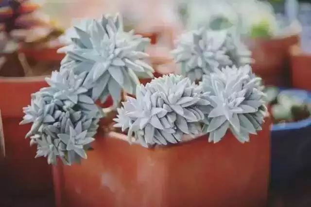 多肉白菊怎么養成群_多肉白菊怎么樣養才爆仔_多肉白菊怎么繁殖