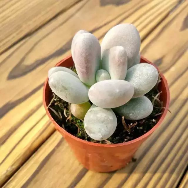 多肉白菊怎么樣養才爆仔_多肉白菊怎么繁殖_多肉白菊怎么養成群