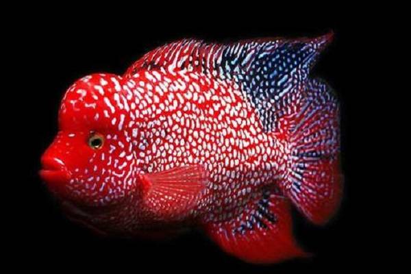 名貴的觀賞魚_觀賞名貴魚視頻大全_名貴觀賞魚飼養指南