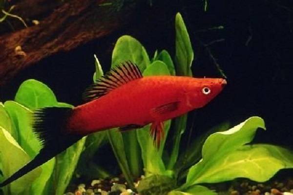 名貴的觀賞魚_觀賞名貴魚視頻大全_名貴觀賞魚飼養指南