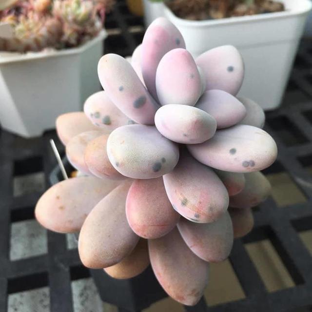 今天發現心愛的多肉植物長了黑斑，不用著急