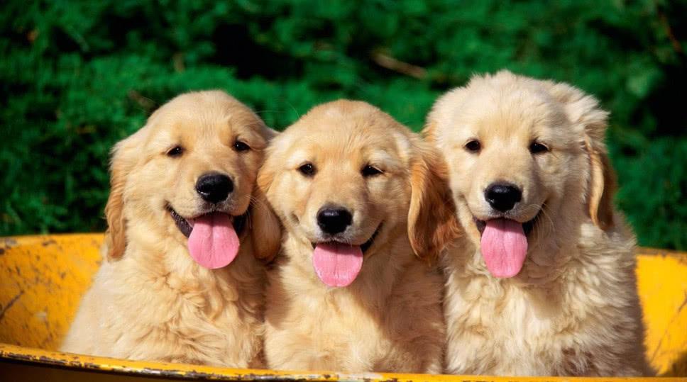 白色狗狗叫什么名字好聽_白色狗名字大全_獨一無二的白色狗狗名字