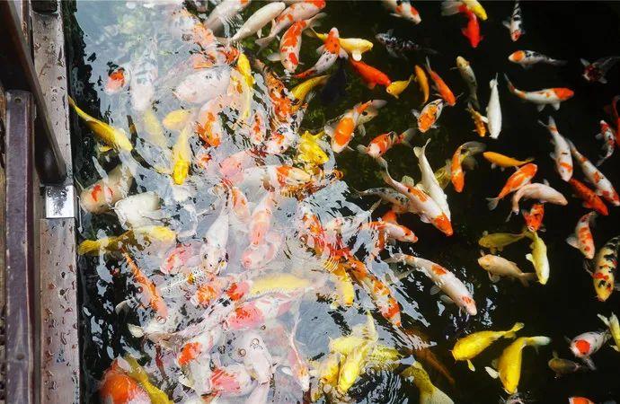 金雞湖攻略_金雞湖游玩攻略_金雞湖旅游攻略看看