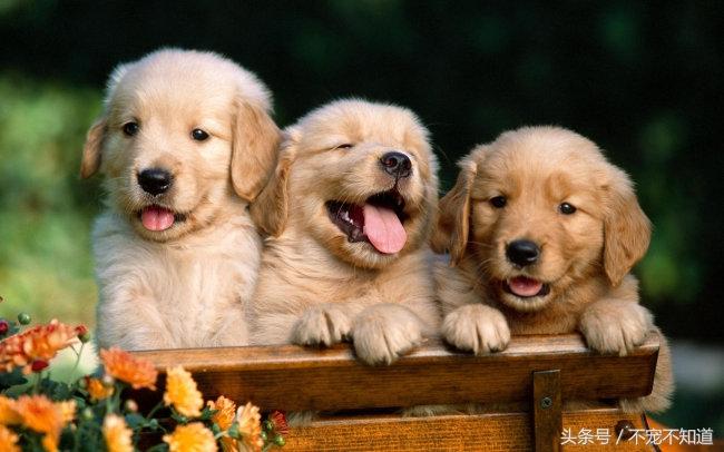 如何判斷自家寵物是否發情了？