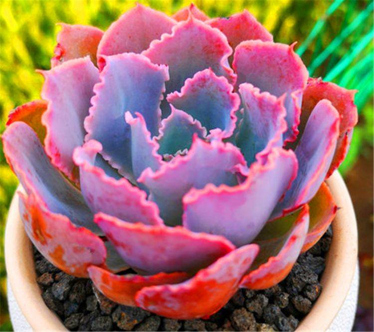 多肉中的“彩霞仙子”，姿態(tài)優(yōu)雅顏色美，牢