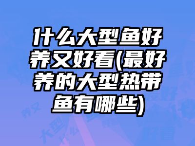 觀賞好看養(yǎng)魚好養(yǎng)嗎_觀賞好看養(yǎng)魚好嗎_觀賞魚好看又好養(yǎng)