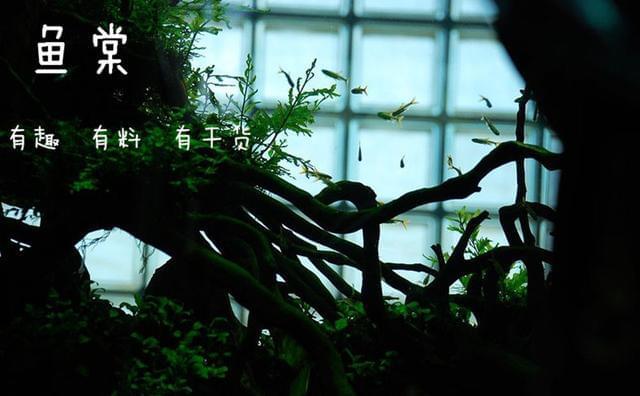 總結(jié)：十種最適合于水草缸的小型熱帶魚（長(zhǎng)