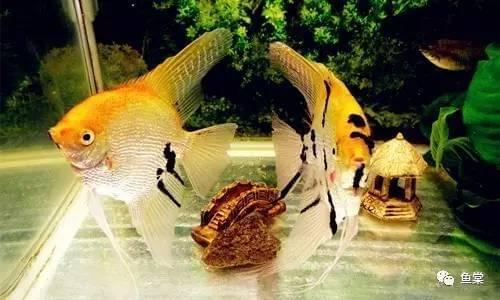 觀賞魚長長的_觀賞魚長有胡須的魚_有長須的觀賞魚