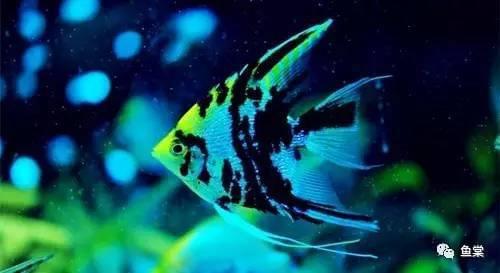 觀賞魚長有胡須的魚_觀賞魚長長的_有長須的觀賞魚