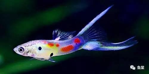 有長須的觀賞魚_觀賞魚長有胡須的魚_觀賞魚長長的