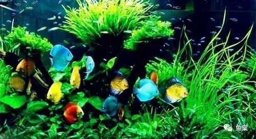 有長須的觀賞魚_觀賞魚長有胡須的魚_觀賞魚長長的