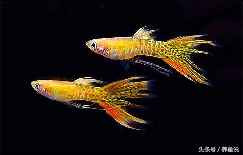 繁殖的觀賞魚(yú)_最容易繁殖的觀賞魚(yú)_繁殖觀賞魚(yú)容易繁殖嗎