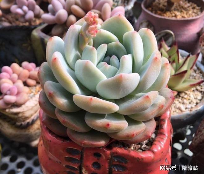 多肉植物長出了側芽，果斷砍掉，輕松得到好