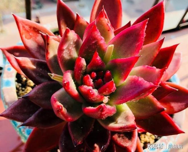 多肉長了側芽怎么辦_辦多肉長側芽怎么辦_多肉植物長側芽