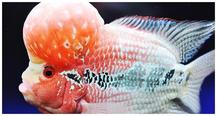 觀賞魚缸北方養(yǎng)魚好比較好的_觀賞魚缸北方養(yǎng)魚好比較好養(yǎng)的_北方魚缸養(yǎng)什么觀賞魚比較好