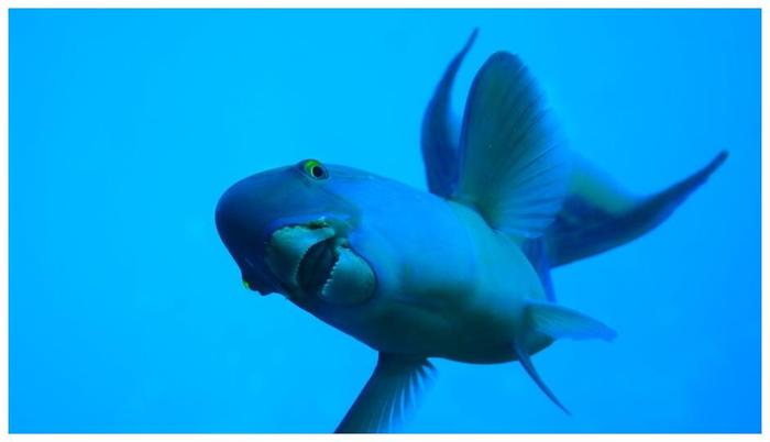 北方魚缸養(yǎng)什么觀賞魚比較好_觀賞魚缸北方養(yǎng)魚好比較好養(yǎng)的_觀賞魚缸北方養(yǎng)魚好比較好的