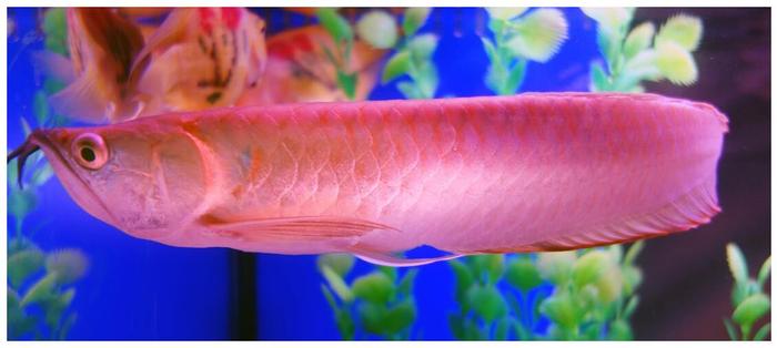 觀賞魚缸北方養(yǎng)魚好比較好養(yǎng)的_觀賞魚缸北方養(yǎng)魚好比較好的_北方魚缸養(yǎng)什么觀賞魚比較好