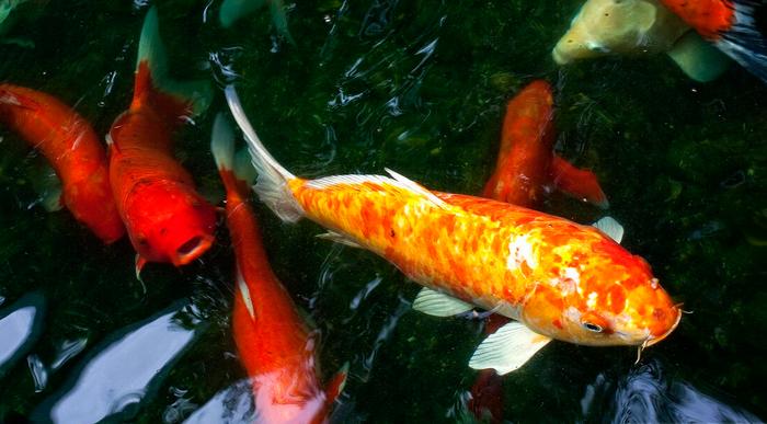 觀賞魚缸北方養(yǎng)魚好比較好養(yǎng)的_北方魚缸養(yǎng)什么觀賞魚比較好_觀賞魚缸北方養(yǎng)魚好比較好的